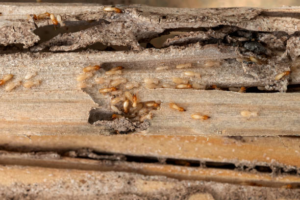 Best Flea Control Services  in Teays Valley, WV